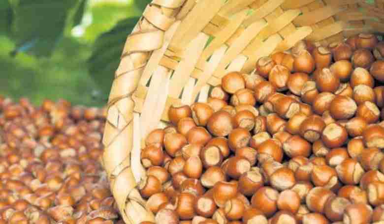 raccolta nocciole