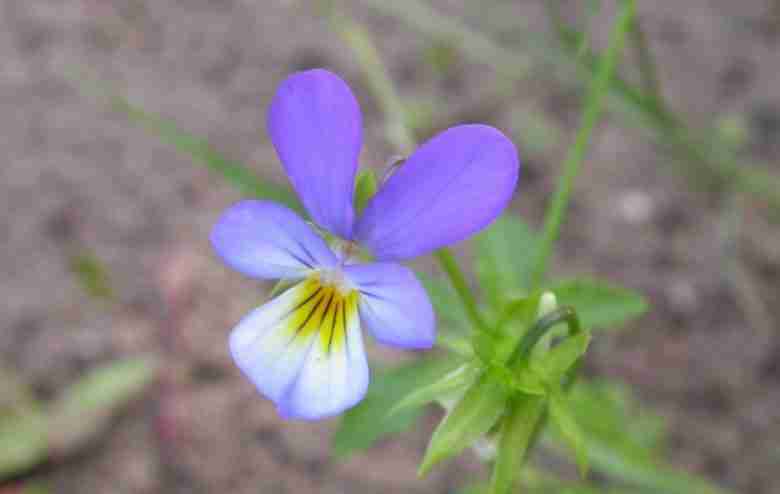 Fiore di Viola tricolor