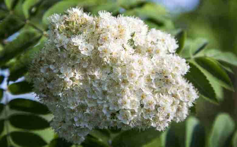 Fiori del Sorbus aucuparia