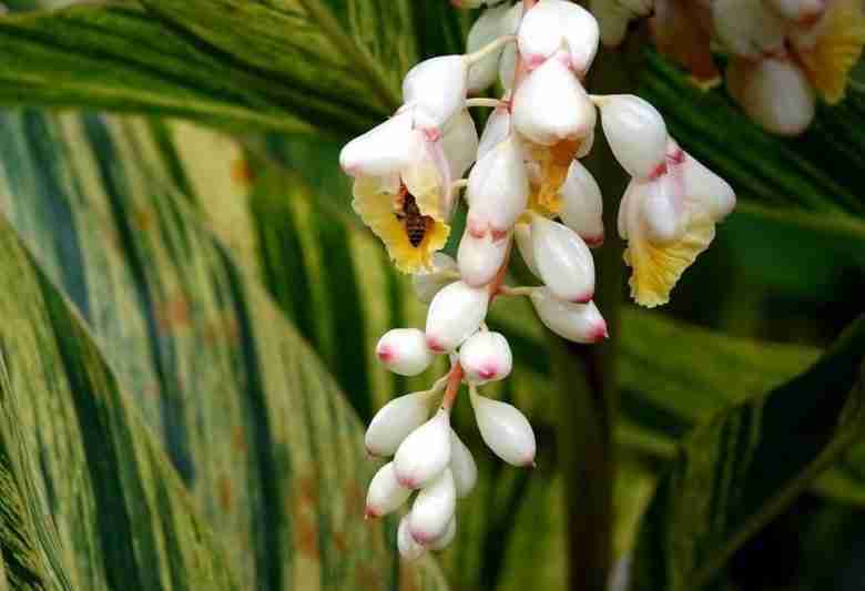 Fiori di cardamomo