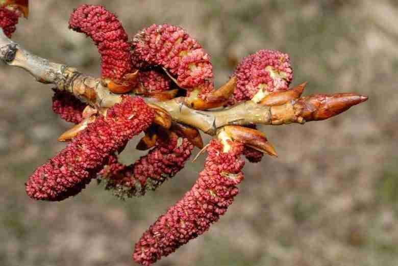 Fiori maschili di Populus nigra