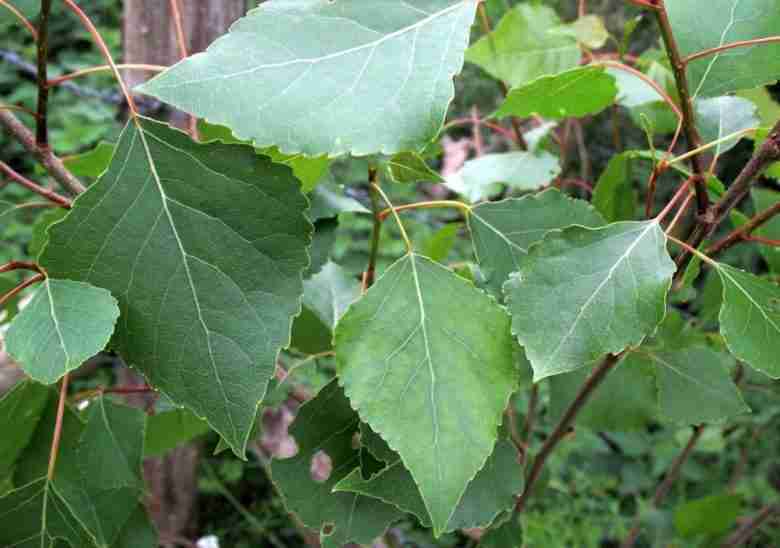 Foglie di Populus nigra