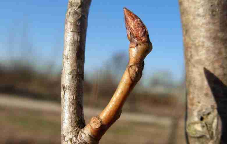 Gemma di Populus nigra