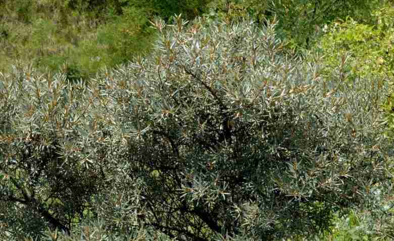 Hippophae rhamnoides