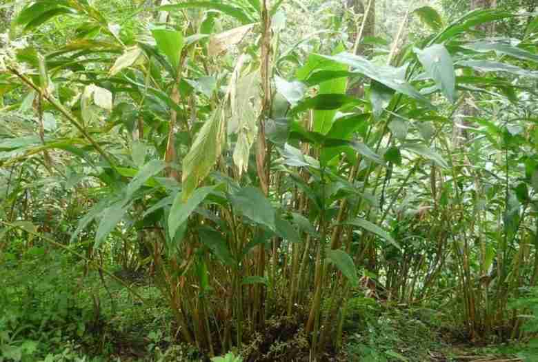 Pianta di cardamomo