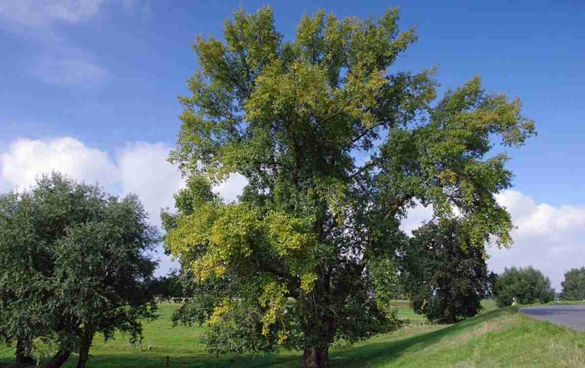 Pioppo nero (Populus nigra). Caratteristiche, coltivazione e proprietà