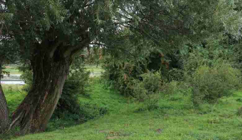 Salix alba