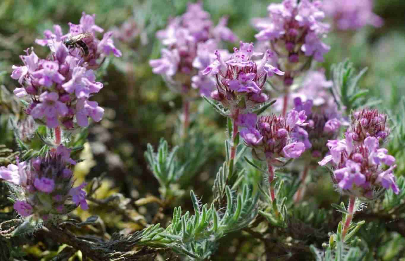 Serpillo (thymus serpyllum). Coltivazione e proprietà del timo selvatico
