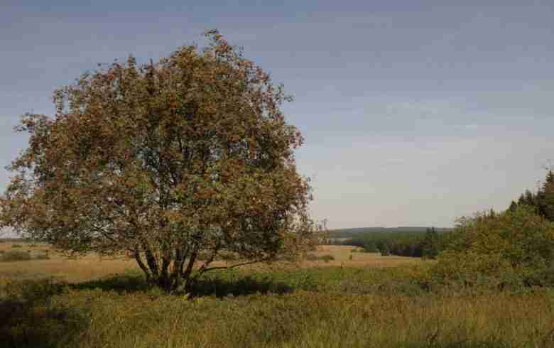 Sorbus aucuparia