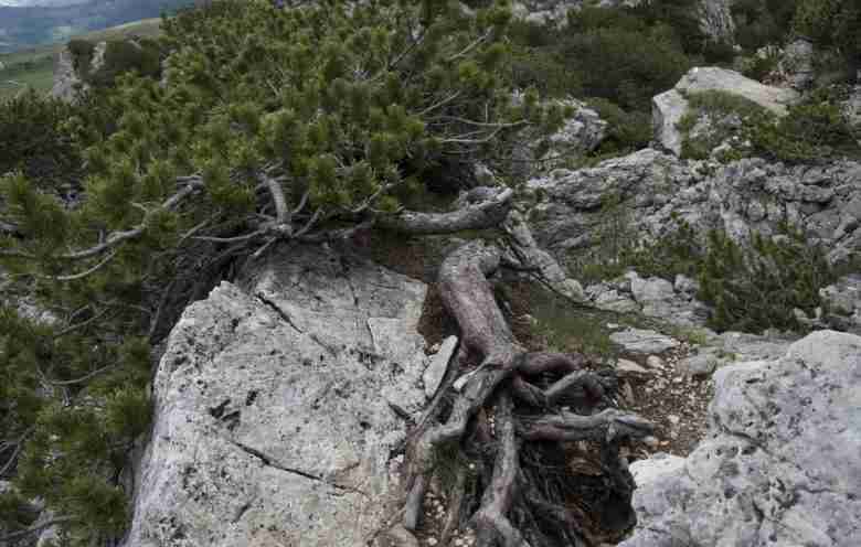 vegetazione tra le rocce