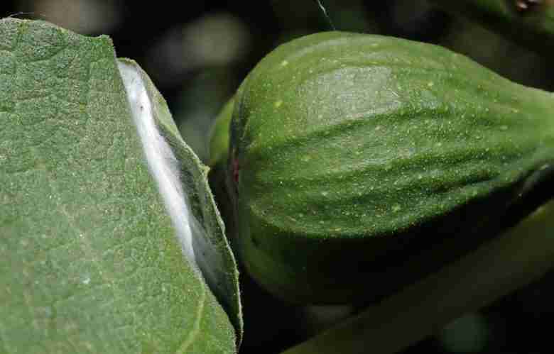 Bozzolo di Choreutis nemorana