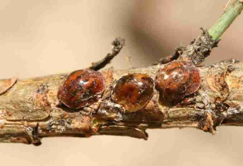 Cocciniglia tartaruga del pino