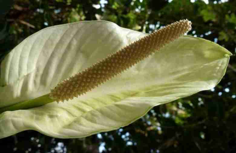 Fiore di monstera deliciosa