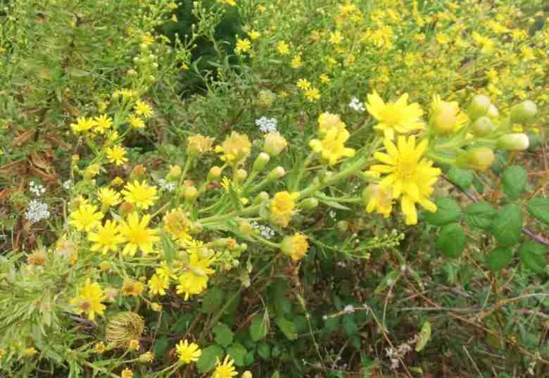 Fiori di inula-viscosa