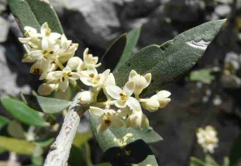 Fiori di olivastro