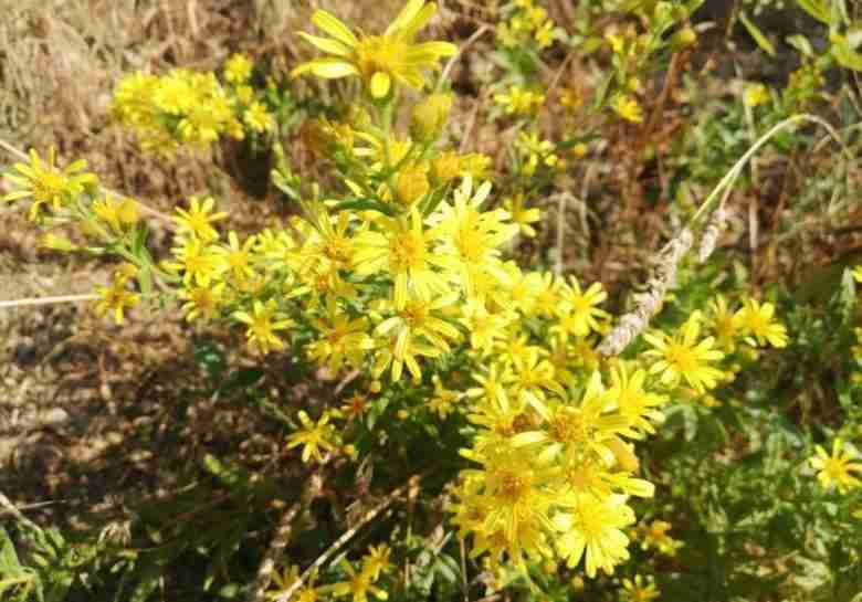 Fiori