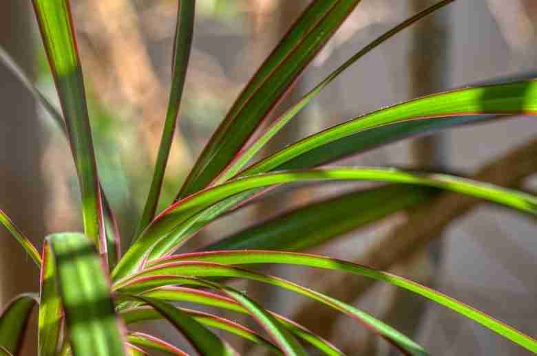 Foglie di dracena marginata