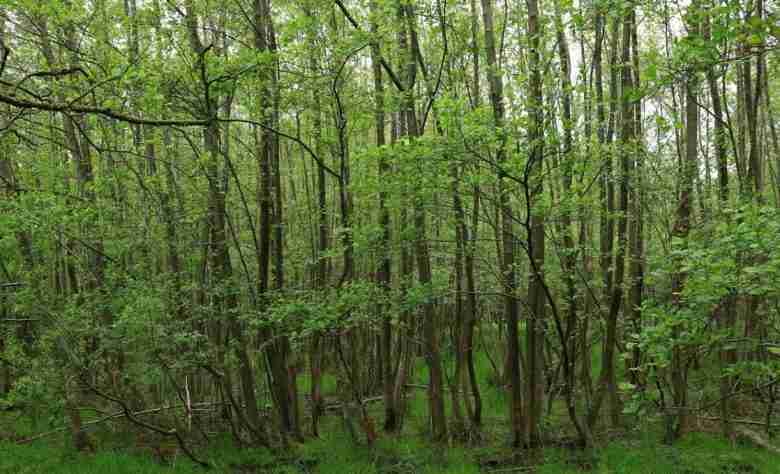 Foresta verde