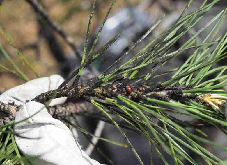 Fumaggine di cocciniglia tartaruga su un ramo di pino