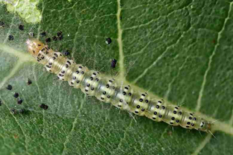 Larva di tignola del fico