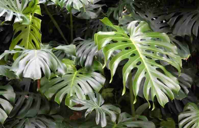 Monstera deliciosa