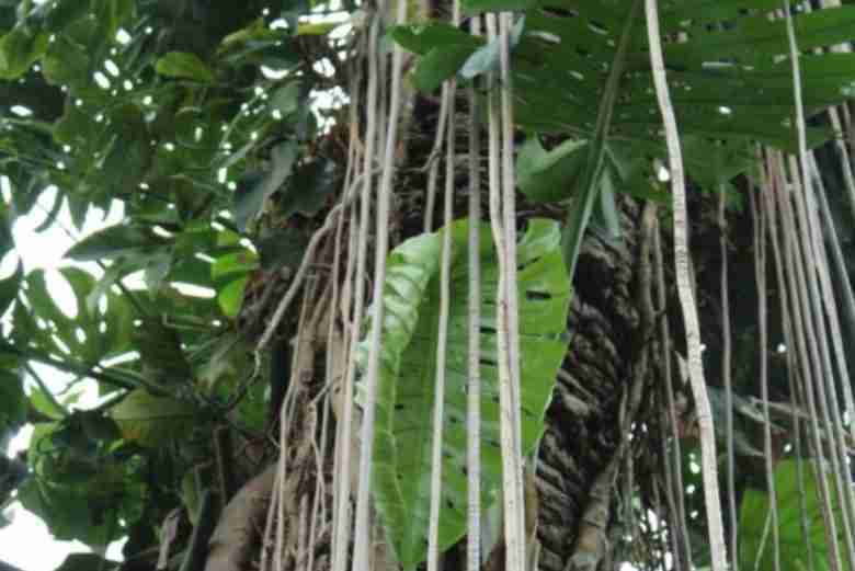 Monstera deliciosa in natura