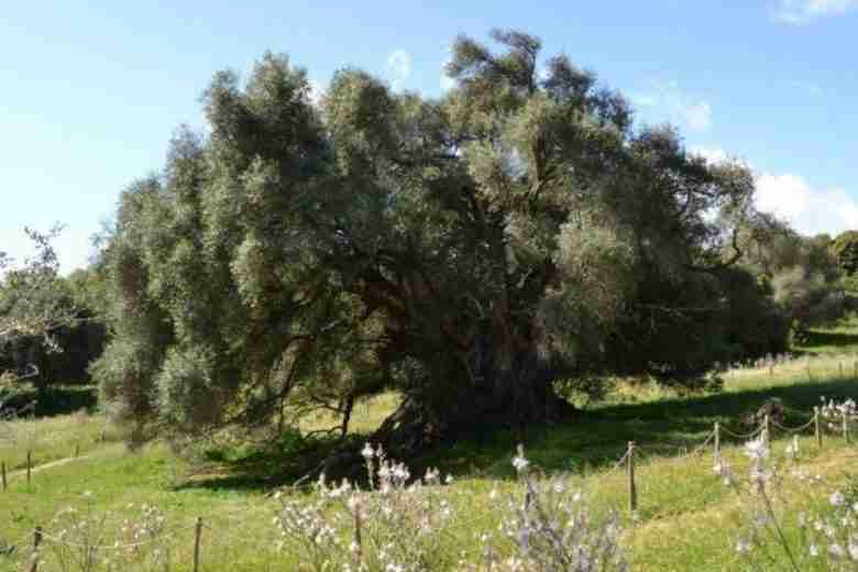 Olivastro-millenario-luras-sardegna