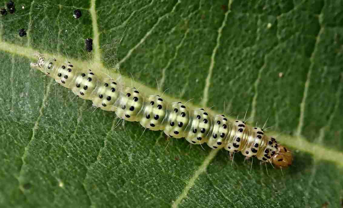 Tignola Rigata Tignola del fico (Choreutis nemorana). Danni e difesa biologica