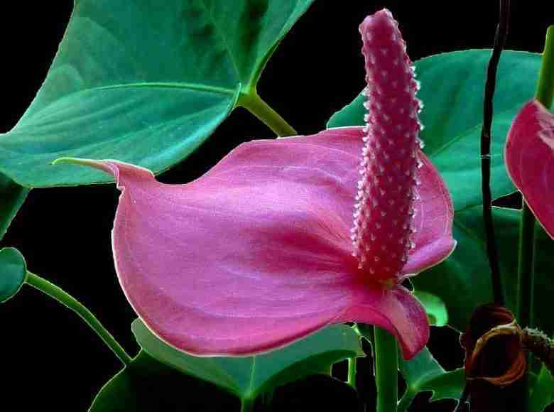 anthurium rosa