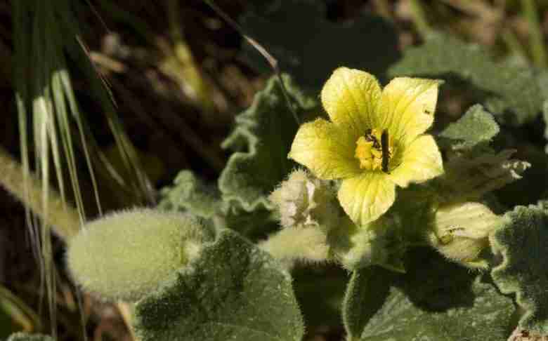 Fiore di cocomero asinino