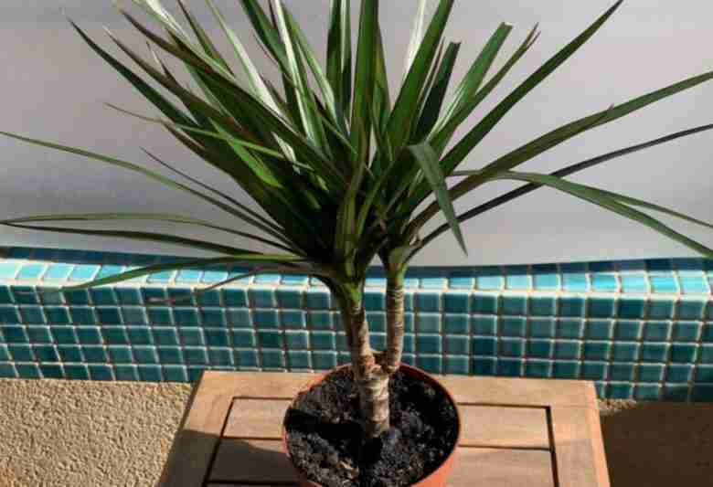 dracena-marginata in vaso