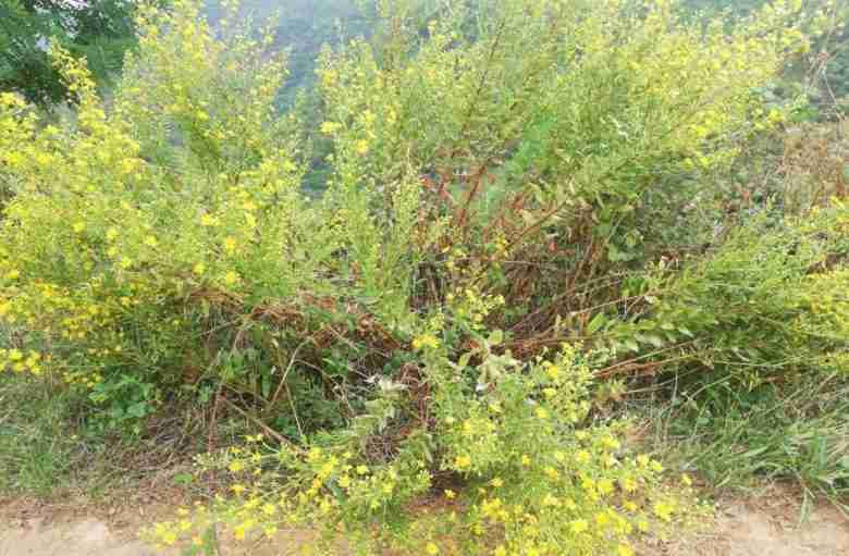 inula viscosa pianta