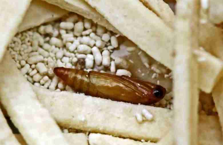 Crisalide Plodia interpunctella