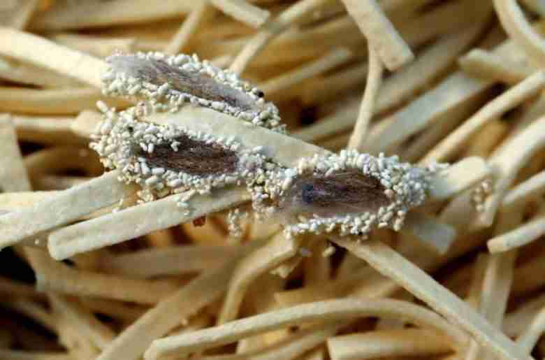 Danni della tignola fasciata
