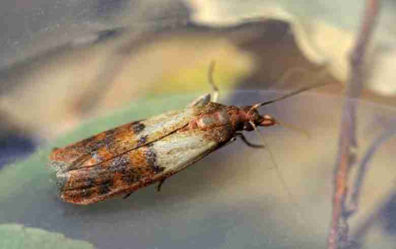 Farfalla di tignola fasciata