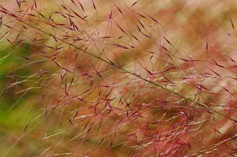 Fiore di Muhlenbergia-capillaris