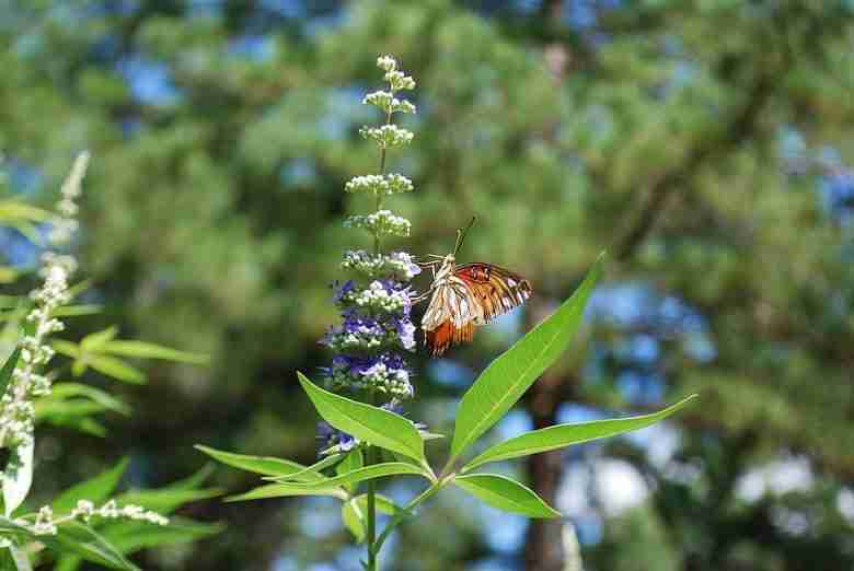 Fiore di agnocasto