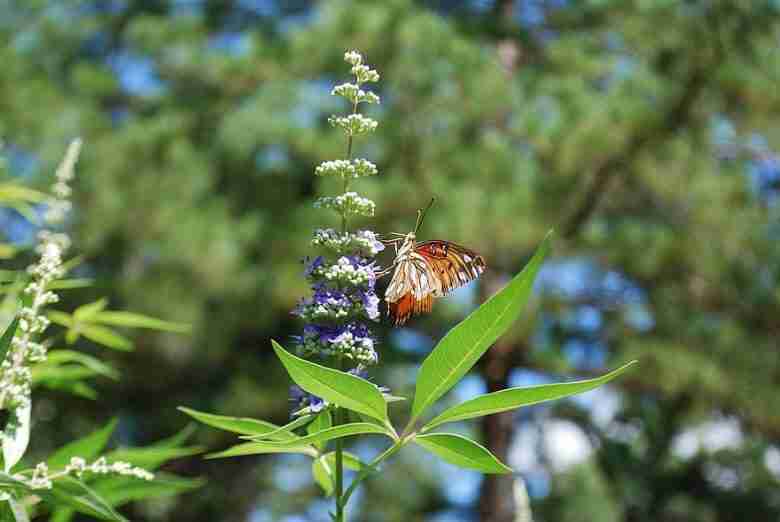 Fiore di agnocasto