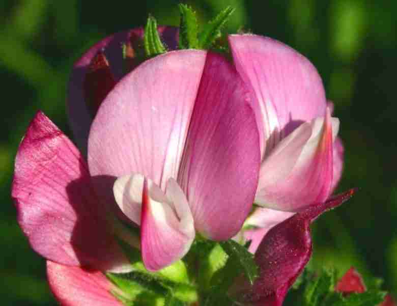 Fiore di ononide