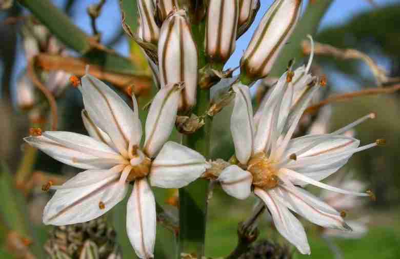 Fiori di asfodelo
