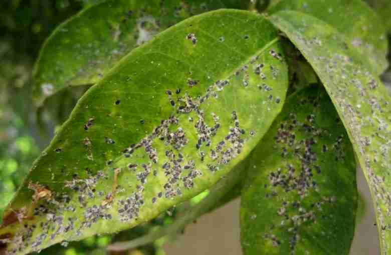 Foglie colpite da cocciniglia nera degli agrumi