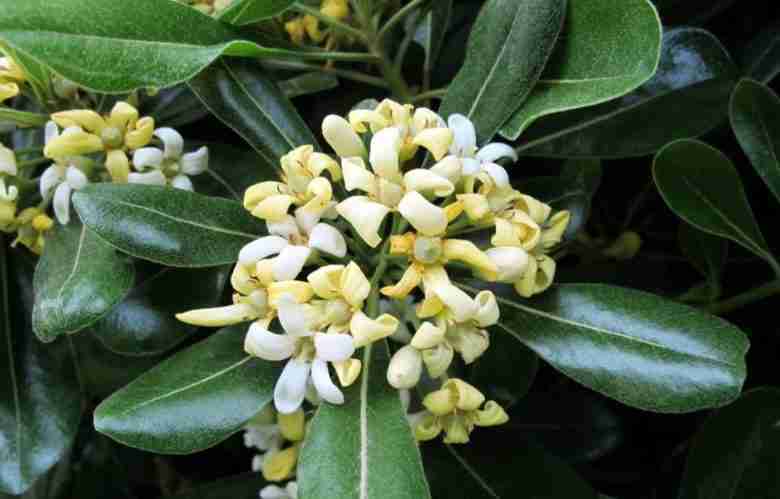 Pittosporum tobira