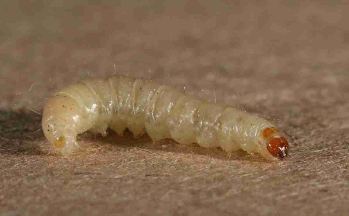 Tignola Rigata Tignola fasciata. Come prevenire le infestazioni delle derrate