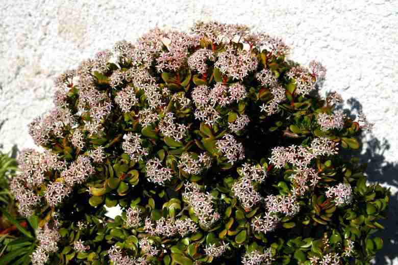 Crassula ovata