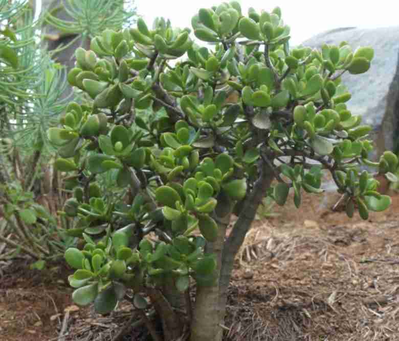 crassula-ovata