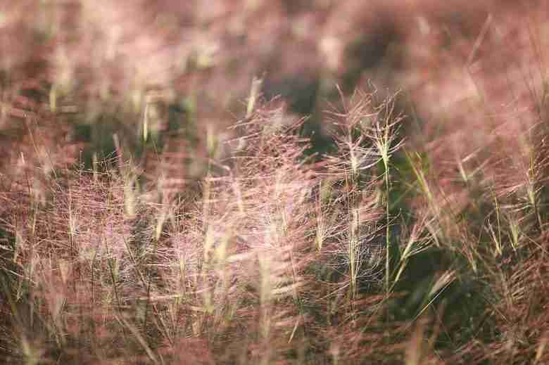 muhlenbergia capillaris