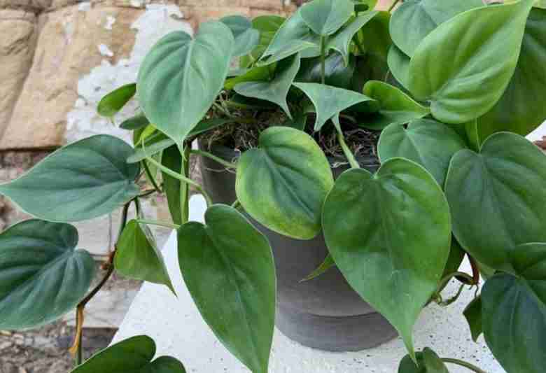 Pothos jade