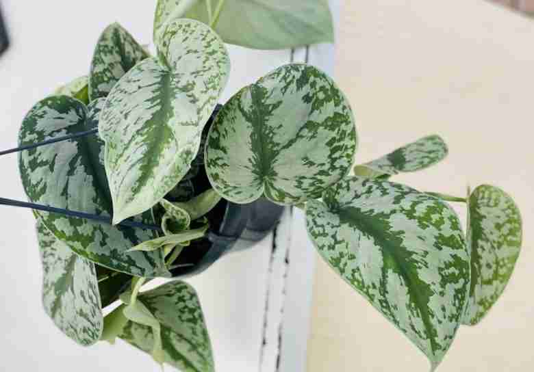 Pothos trebie