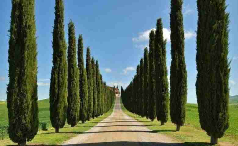 Cupressus sempervirens