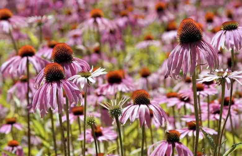 Echinacea